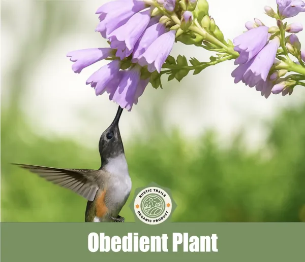 Obedient Plant (Physostegia virginiana), also known as False Dragonhead
